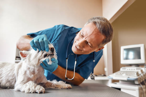  Mount Morris, IL Emergency Dentist Pros